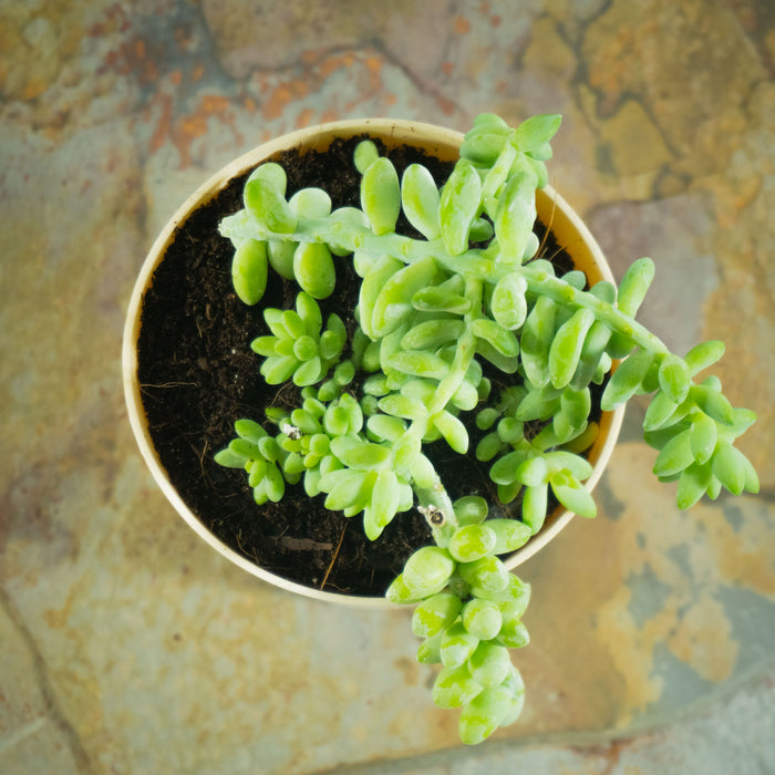 Sedum burrito 'Baby donkey tail' | Sedum morganianum
