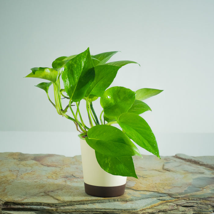 Money Plant Green