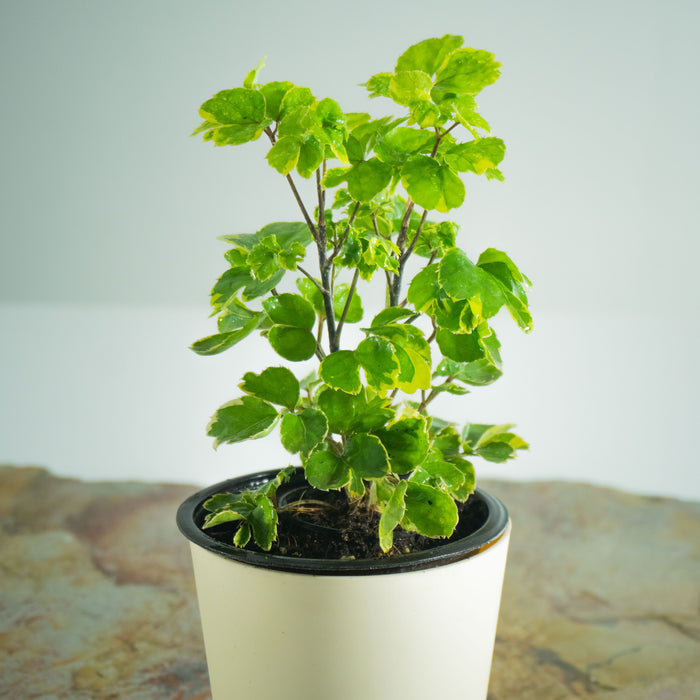 Aralia Balfour