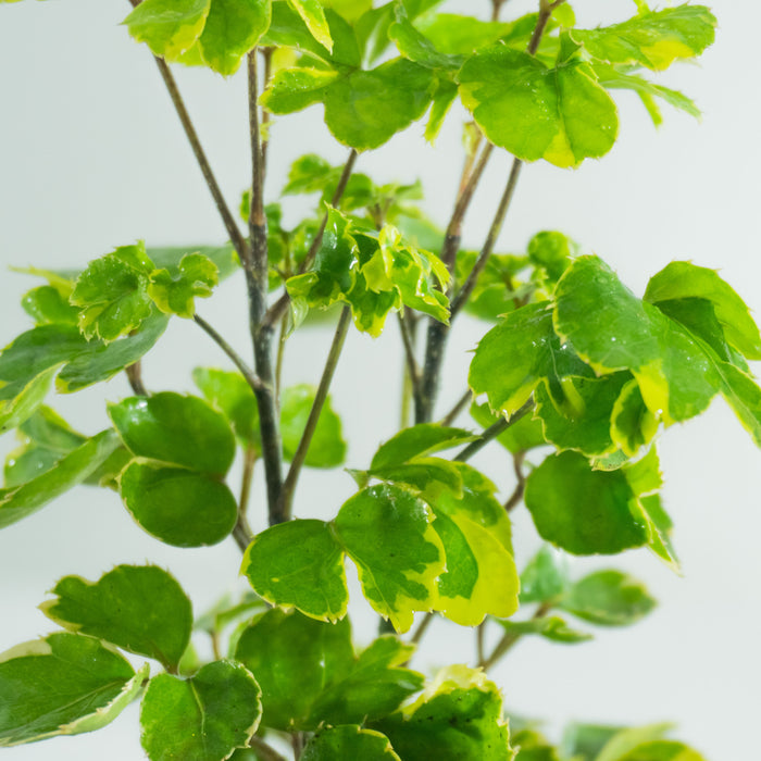 Aralia Balfour