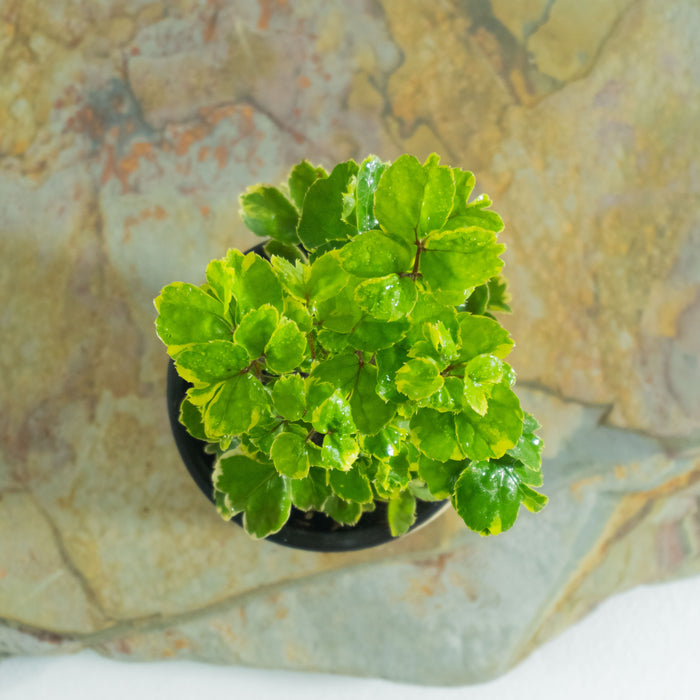Aralia Balfour
