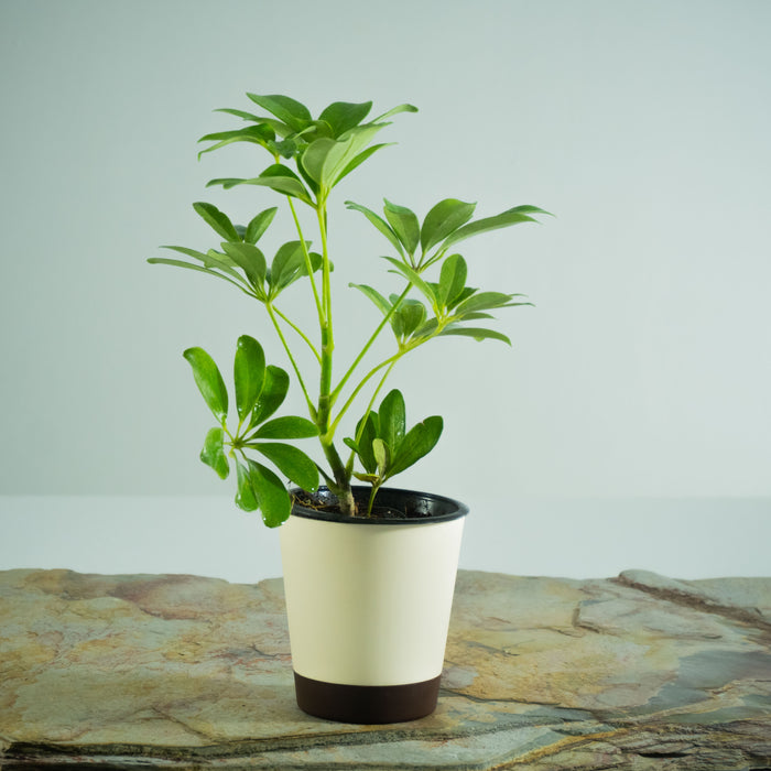 Dwarf umbrella tree | Schefflera arboricola