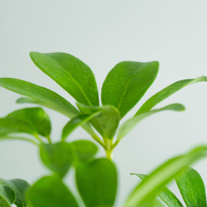 Dwarf umbrella tree | Schefflera arboricola
