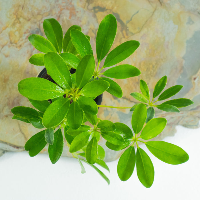 Dwarf umbrella tree | Schefflera arboricola