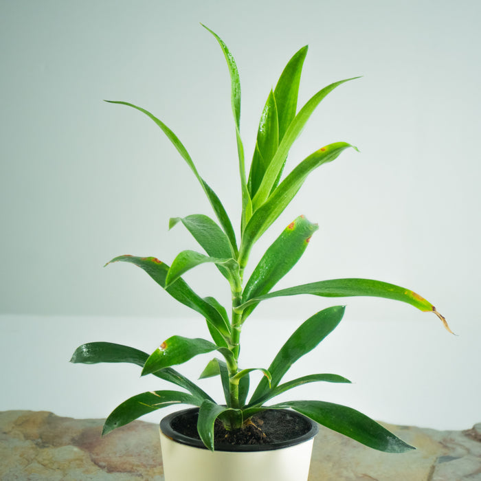 song of jamaica | Dracaena reflexa