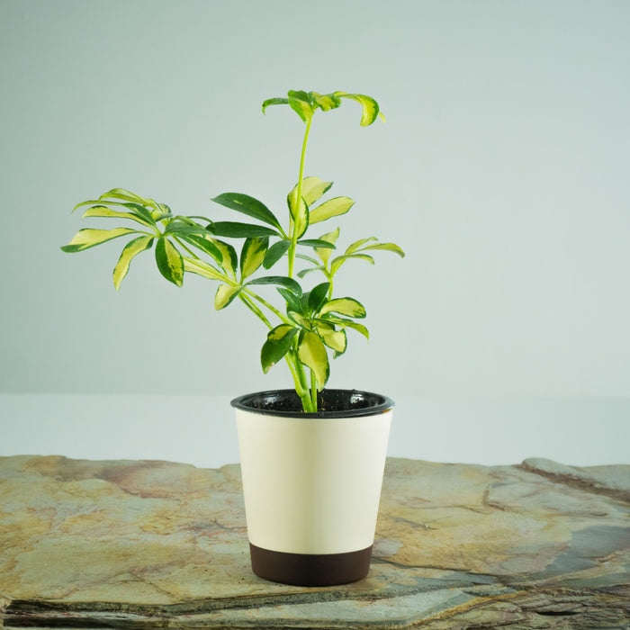Dwarf schefflera variegated | Schefflera arboricola