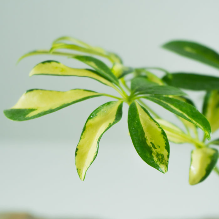 Dwarf schefflera variegated | Schefflera arboricola