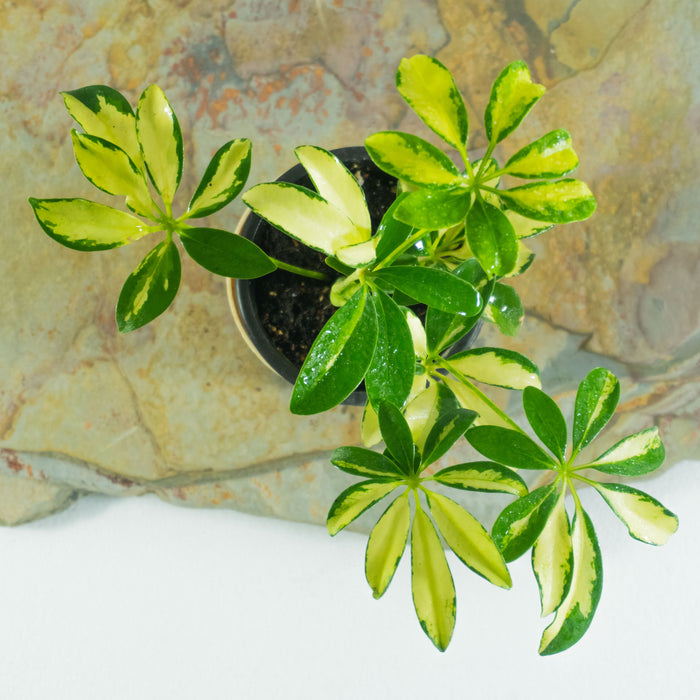Dwarf schefflera variegated | Schefflera arboricola
