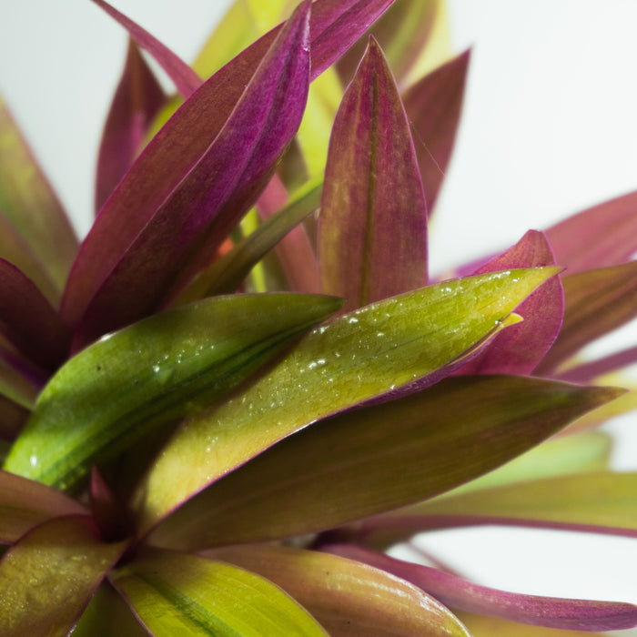 Rhoeo discolor compacta - Moses in the Cradle