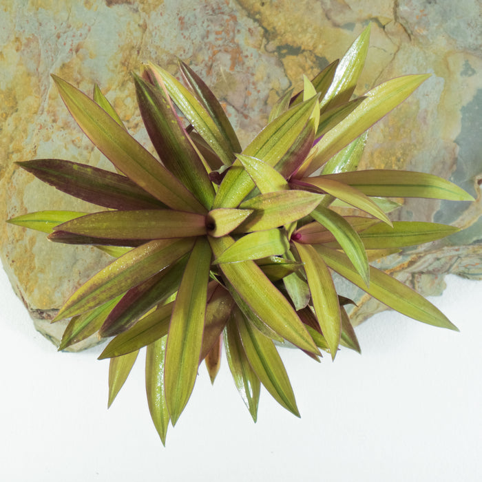 Rhoeo discolor compacta - Moses in the Cradle