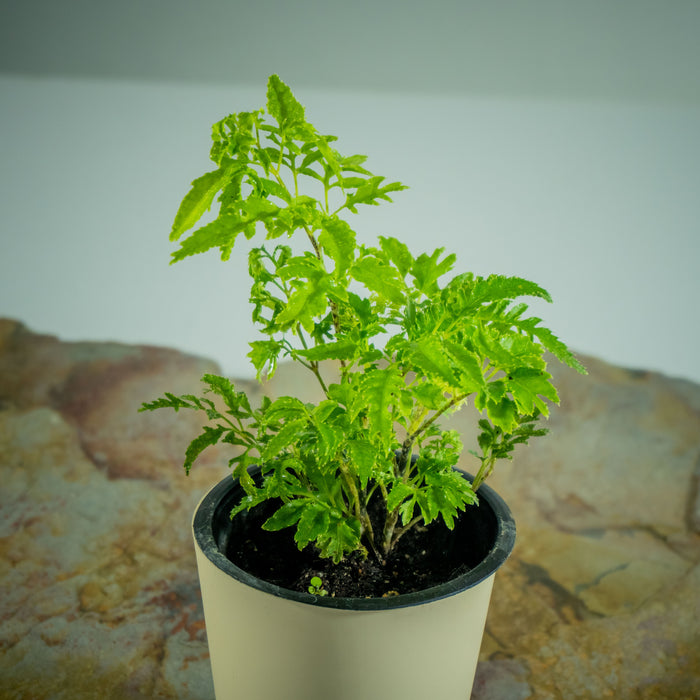 Plum aralia | Polyscias scutellaria