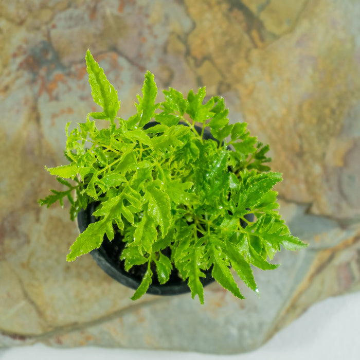 Plum aralia | Polyscias scutellaria