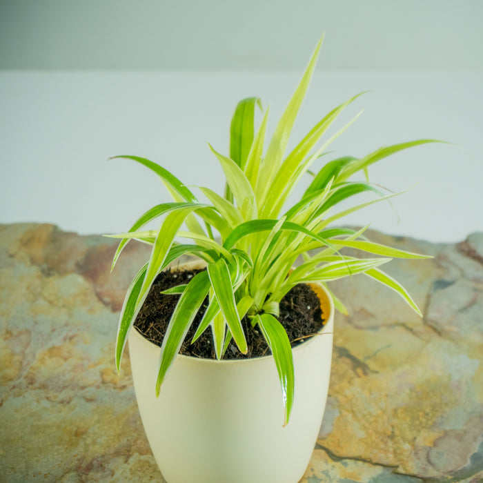 Spider plant | Chlorophytum comosum