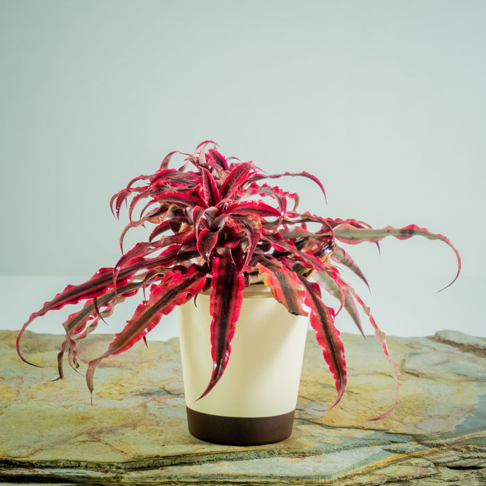 Ruby Starlite Starfish Plant | Cryptanthus bivittatus 'Ruby Star' (Neon)