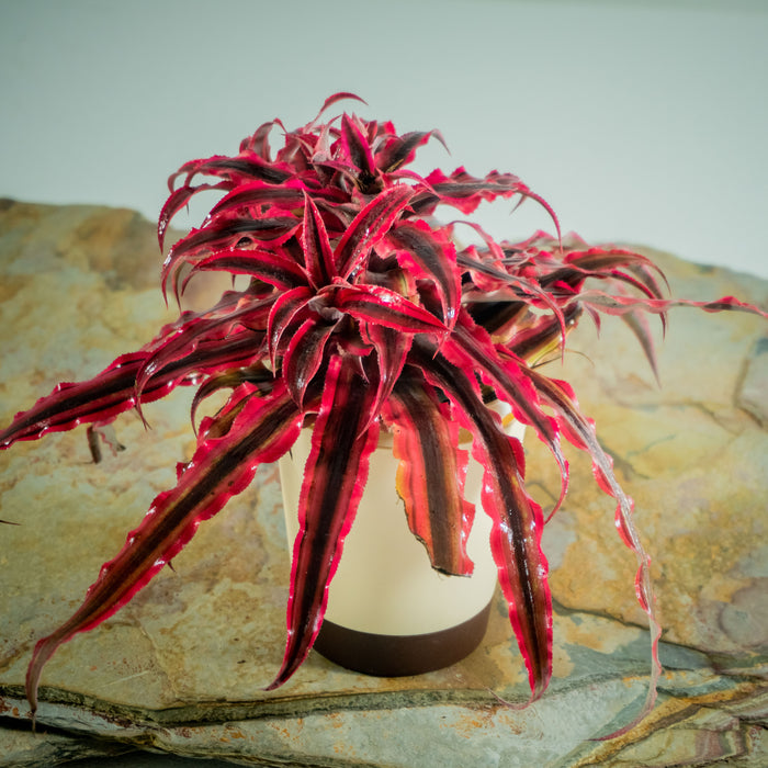 Ruby Starlite Starfish Plant | Cryptanthus bivittatus 'Ruby Star' (Neon)