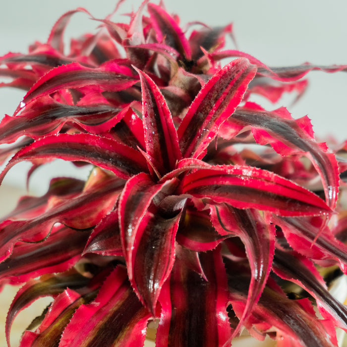 Ruby Starlite Starfish Plant | Cryptanthus bivittatus 'Ruby Star' (Neon)