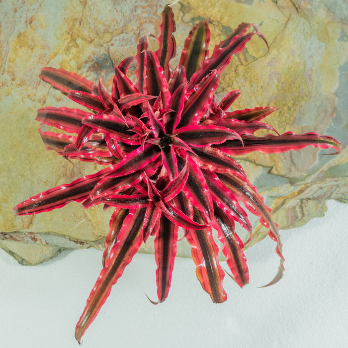 Ruby Starlite Starfish Plant | Cryptanthus bivittatus 'Ruby Star' (Neon)