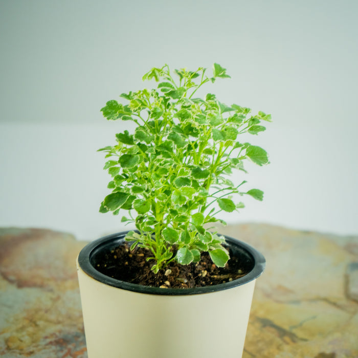 Aralia vaerigated | Polyscias fruticosa