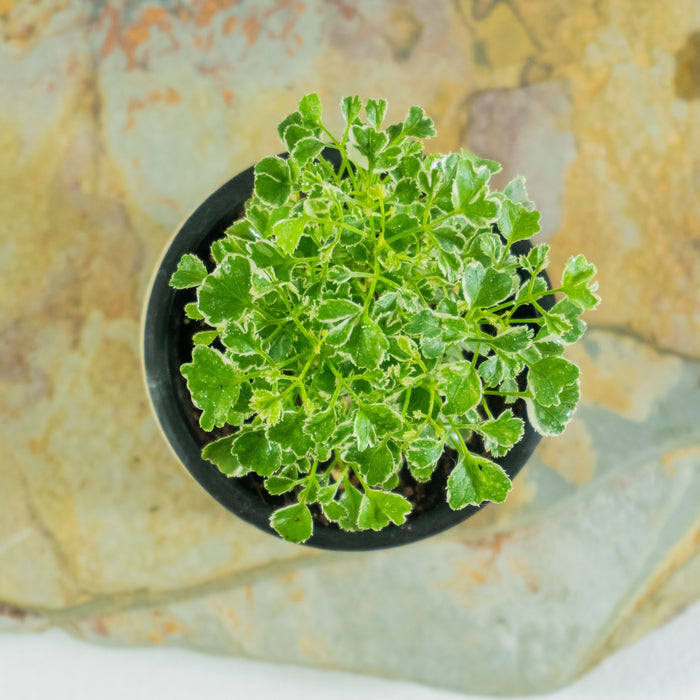Aralia vaerigated | Polyscias fruticosa