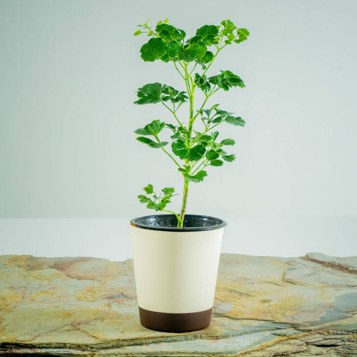 Aralia green | Polyscias fruticosa var.