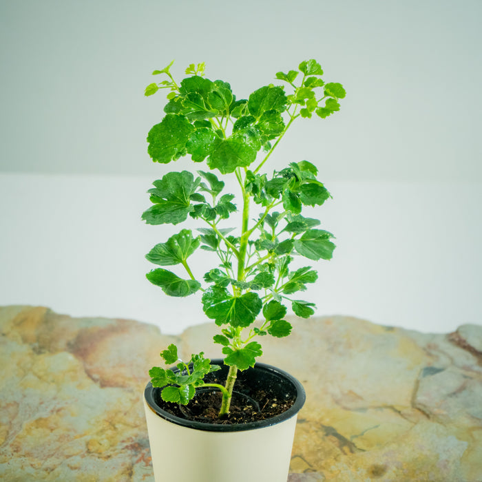 Aralia green | Polyscias fruticosa var.