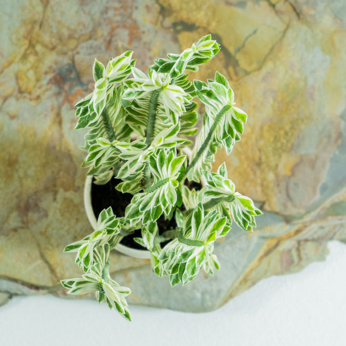 Pedilanthus dwarf varigated | Pedilanthus tithymaloides nana 'Variegata'