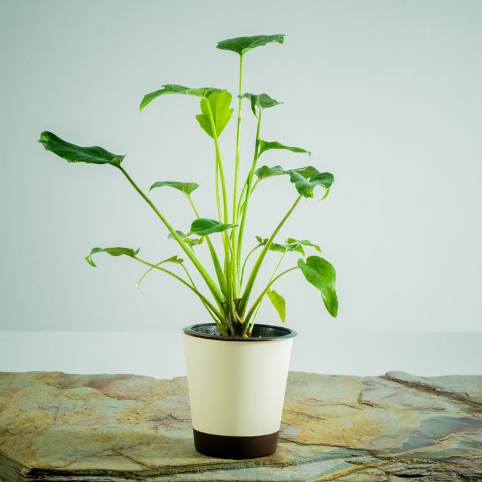Philodendron Xanadu 'green'