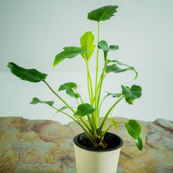 Philodendron Xanadu 'green'