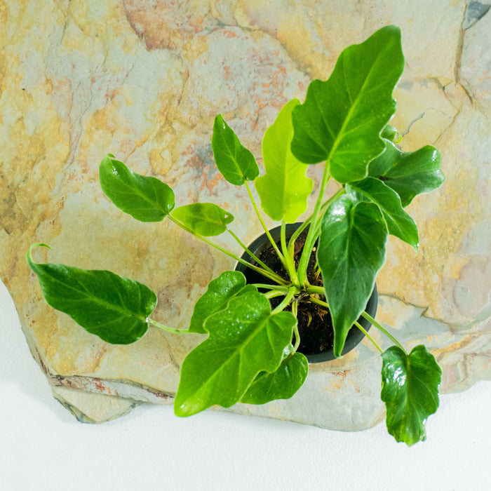 Philodendron Xanadu 'green'