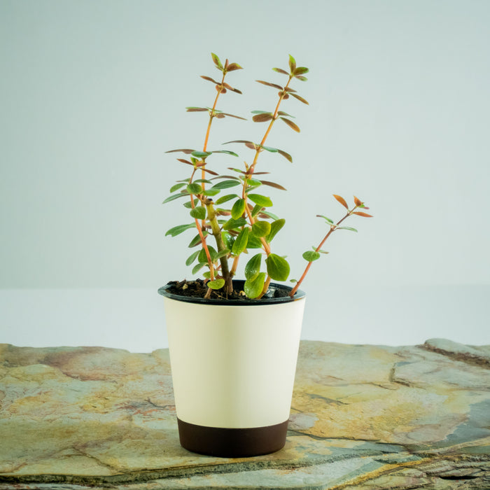 Pepromia verticillata
