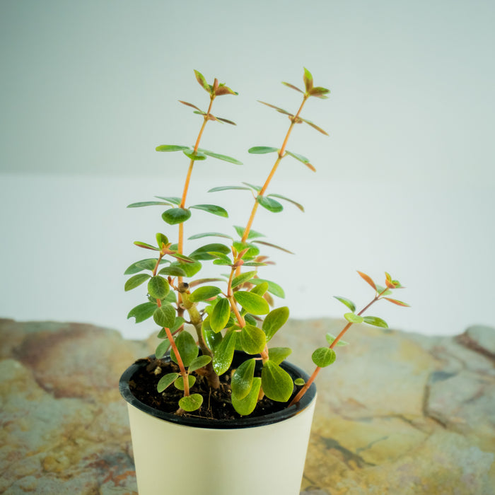 Pepromia verticillata