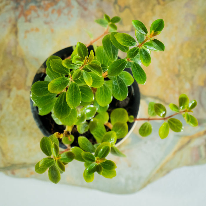 Pepromia verticillata