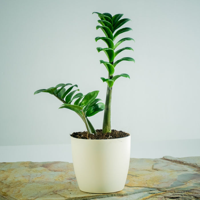 ZZ plant dwarf | Zamioculcus Zenzii