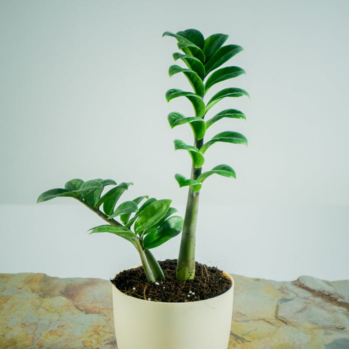 ZZ plant dwarf | Zamioculcus Zenzii