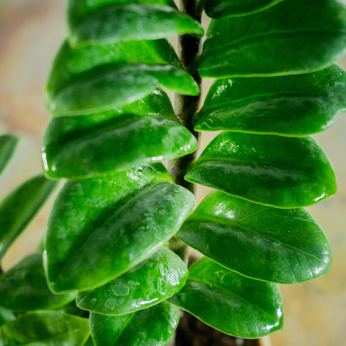 ZZ plant dwarf | Zamioculcus Zenzii