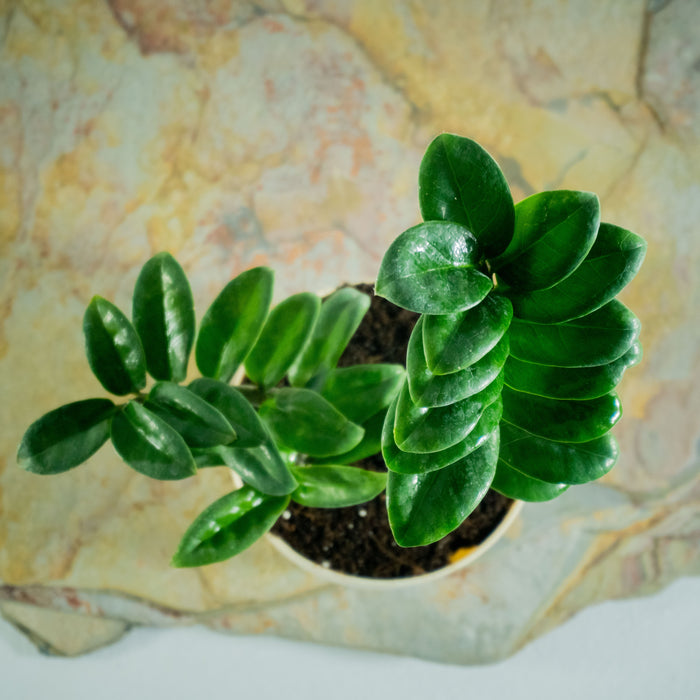 ZZ plant dwarf | Zamioculcus Zenzii