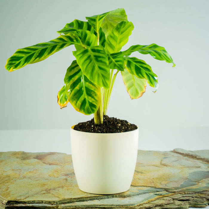 Zebra plant | Calathea zebrina