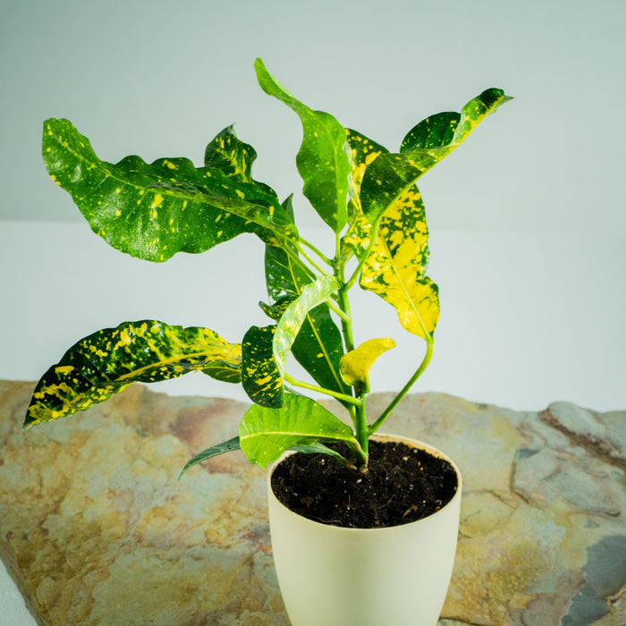 Croton gold dust
