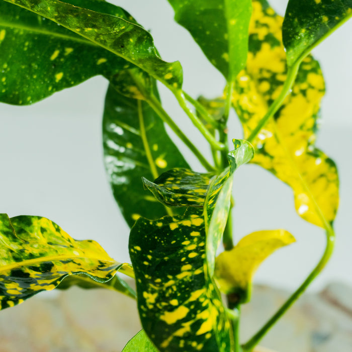 Croton gold dust