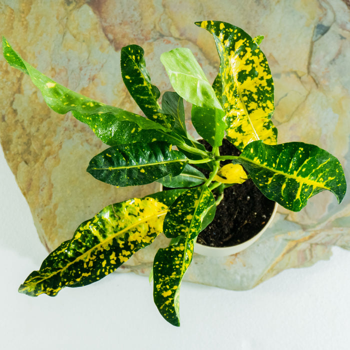 Croton gold dust