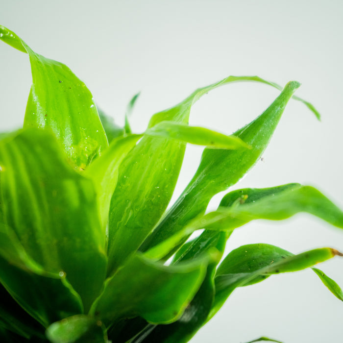 Dracaena compacta "dwarf green" | Dracaena compacta