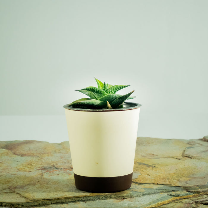Fairies Washboard | Haworthia limifolia 'Jewel'