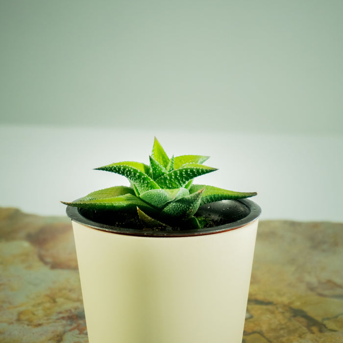 Fairies Washboard | Haworthia limifolia 'Jewel'