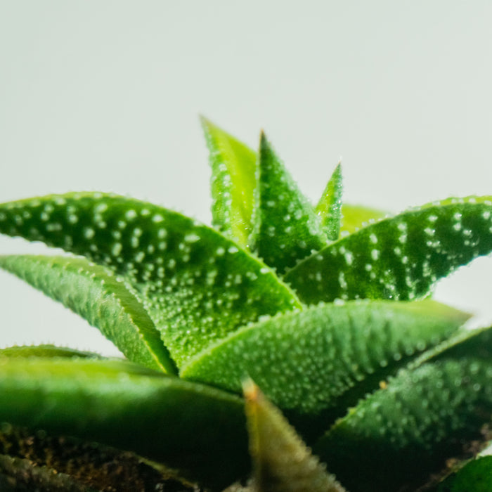 Fairies Washboard | Haworthia limifolia 'Jewel'
