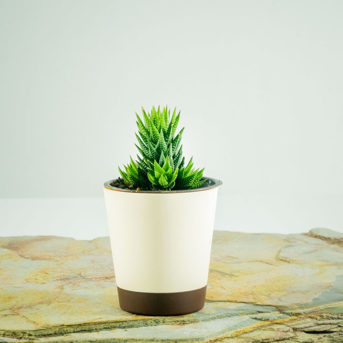 Haworthia Reinwaedtii Hybrid green A