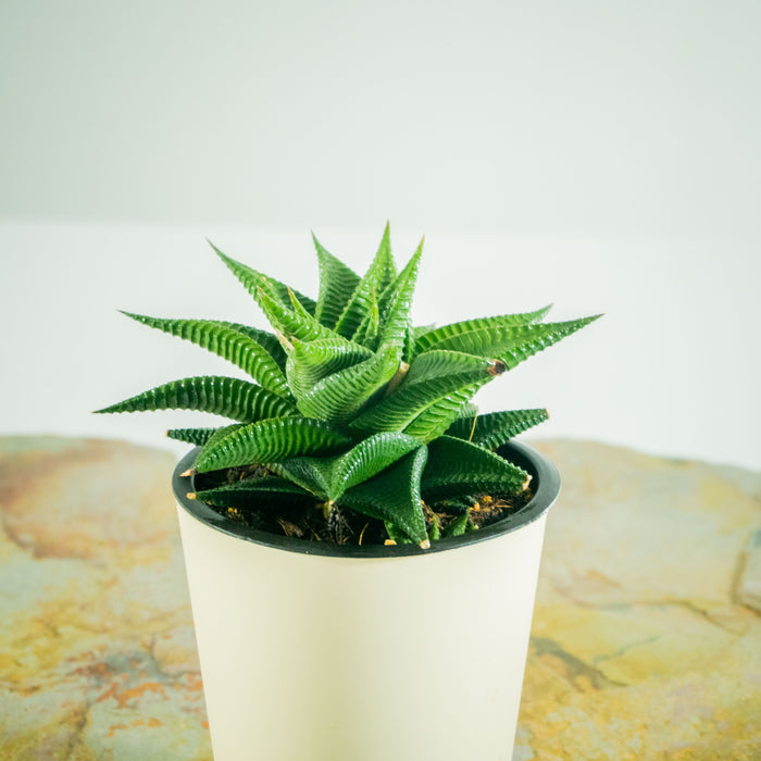 Haworthia limifolia Shine