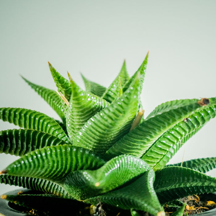 Haworthia limifolia Shine