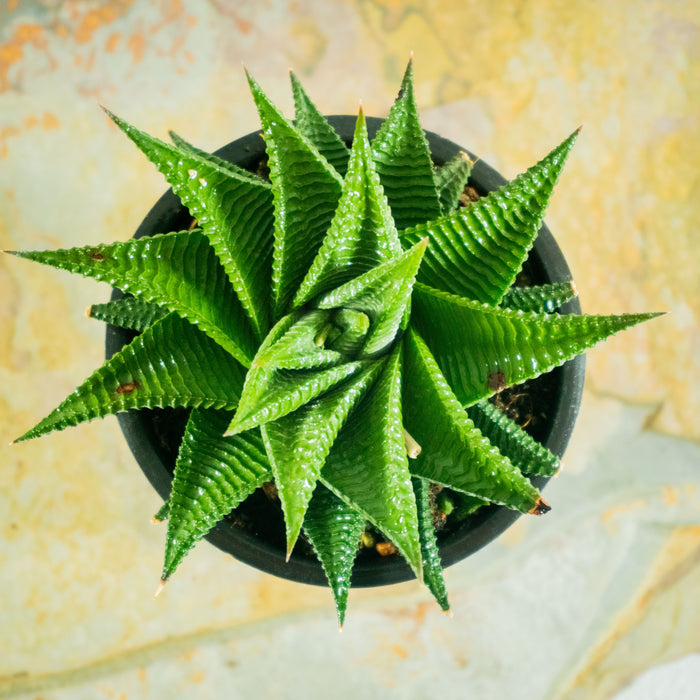 Fairies washboard | Haworthia limifolia Twist