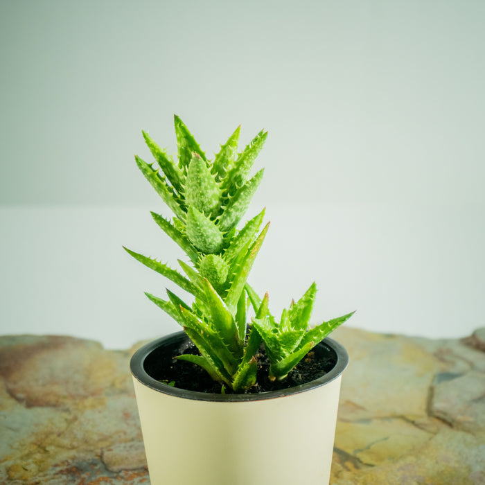 Aloe Juvenna tiger tooth
