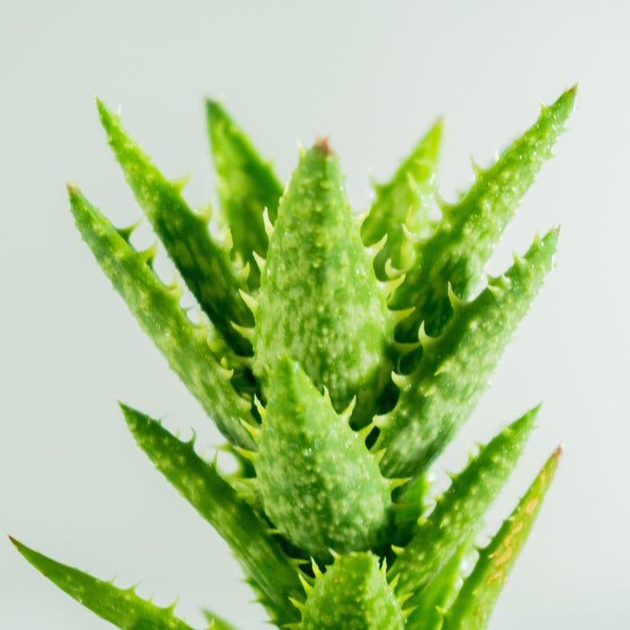Aloe Juvenna tiger tooth